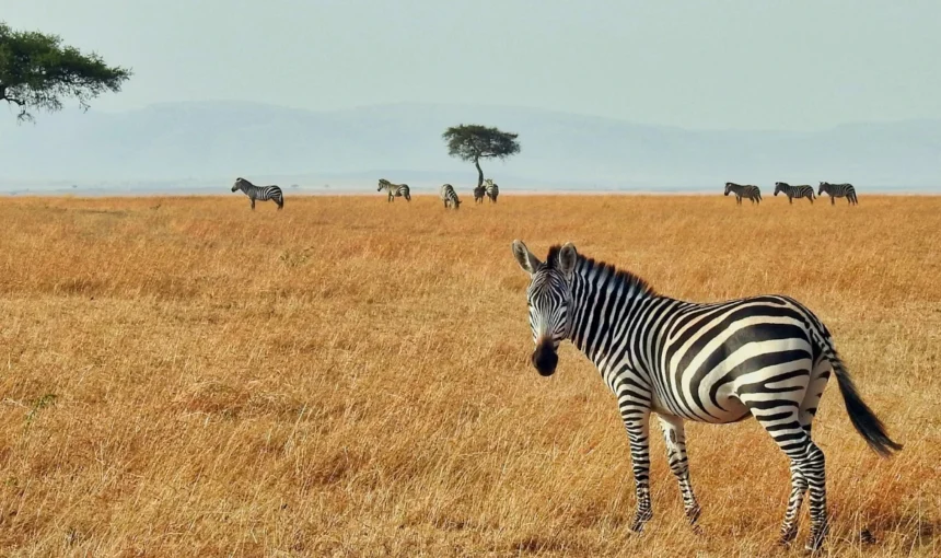 Best Time To Travel To Tanzania